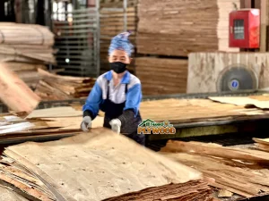 Vietnam Plywood Manufacturing Process: A Comprehensive Factory Guide